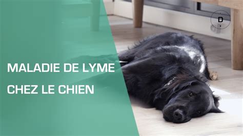 maladie de lyme symptômes chien
